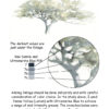 Depicting the Colours in Trees & Bushes - Image 2