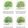 Depicting the Colours in Trees & Bushes - Image 3